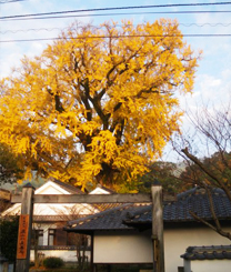 有田の大公孫樹(口屋番所跡)紅葉