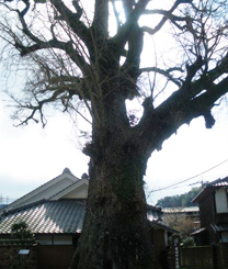 有田焼の地、有田の大公孫樹(口屋番所跡)