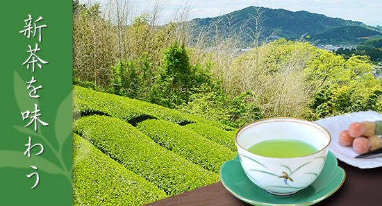 新茶を楽しむ